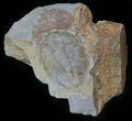 Ogyginus Trilobite - Wales, Great Britian #30787-1
